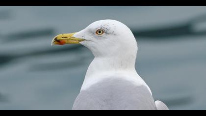 Gümüş martı » Yellow-legged Gull » Larus michahellis