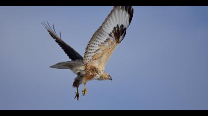 Kızıl şahin » Long-legged Buzzard » Buteo rufinus