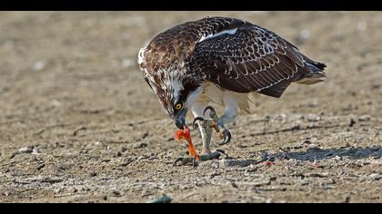 Balık kartalı » Western Osprey » Pandion haliaetus