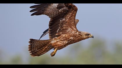 Kara çaylak » Black Kite » Milvus migrans