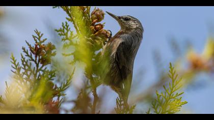 Anadolu sıvacısı » Krüper`s Nuthatch » Sitta krueperi