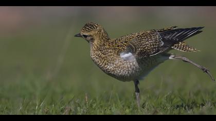 Altın yağmurcun » European Golden Plover » Pluvialis apricaria