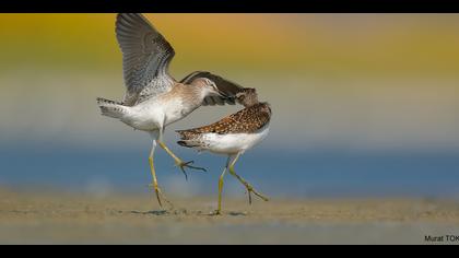 Orman düdükçünü » Wood Sandpiper » Tringa glareola