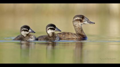 Dikkuyruk » White-headed Duck » Oxyura leucocephala