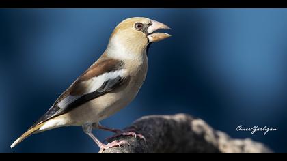 Kocabaş » Hawfinch » Coccothraustes coccothraustes