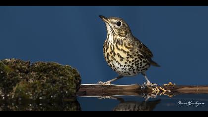 Öter ardıç » Song Thrush » Turdus philomelos