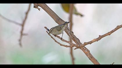 Akkaşlı çıvgın » Hume`s Leaf Warbler » Phylloscopus humei