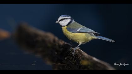 Mavi baştankara » Eurasian Blue Tit » Cyanistes caeruleus