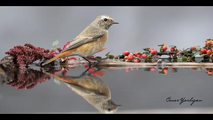 Kızılkuyruk » Common Redstart » Phoenicurus phoenicurus