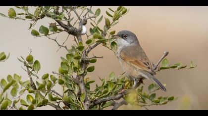 Bozkır ötleğeni » Spectacled Warbler » Sylvia conspicillata