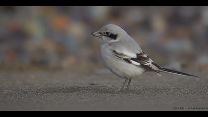 Büyük örümcekkuşu » Great Grey Shrike » Lanius excubitor