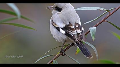 Büyük örümcekkuşu » Great Grey Shrike » Lanius excubitor