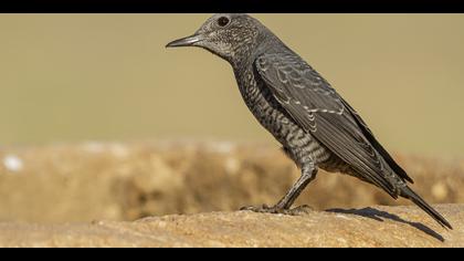 Gökardıç » Blue Rock Thrush » Monticola solitarius