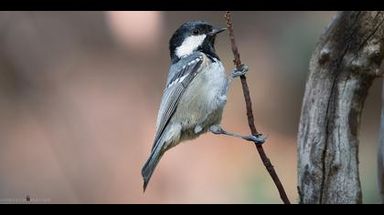 Çam baştankarası » Coal Tit » Periparus ater