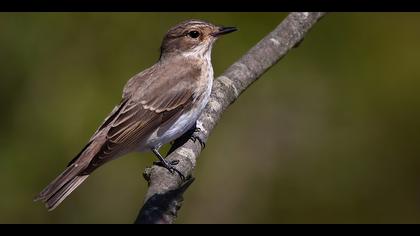 Benekli sinekkapan » Spotted Flycatcher » Muscicapa striata