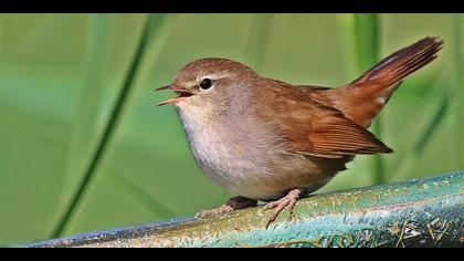 Kamışbülbülü » Cetti`s Warbler » Cettia cetti