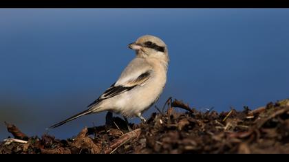 Büyük örümcekkuşu » Great Grey Shrike » Lanius excubitor