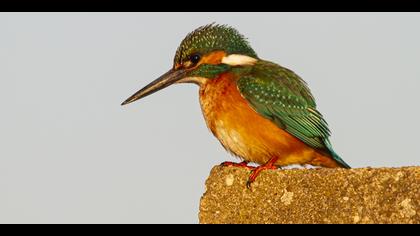 Yalıçapkını » Common Kingfisher » Alcedo atthis