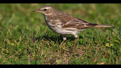 Dağ incirkuşu » Water Pipit » Anthus spinoletta