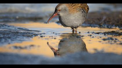 Sukılavuzu » Water Rail » Rallus aquaticus