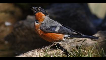 Şakrak » Eurasian Bullfinch » Pyrrhula pyrrhula