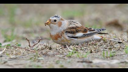 Alaca kirazkuşu » Snow Bunting » Plectrophenax nivalis