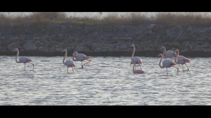 Küçük flamingo