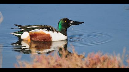 Kaşıkgaga » Northern Shoveler » Spatula clypeata