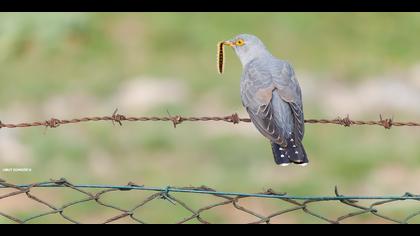 Guguk » Common Cuckoo » Cuculus canorus