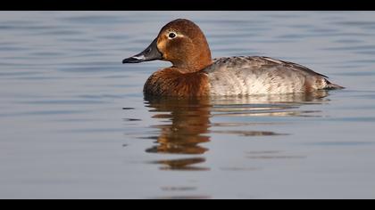 Elmabaş patka » Common Pochard » Aythya ferina