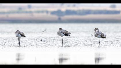 Flamingo » Greater Flamingo » Phoenicopterus roseus