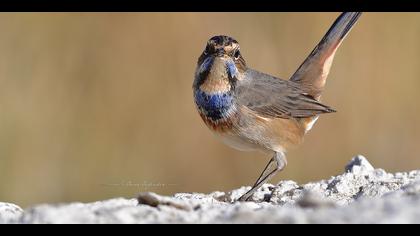 Mavigerdan » Bluethroat » Luscinia svecica