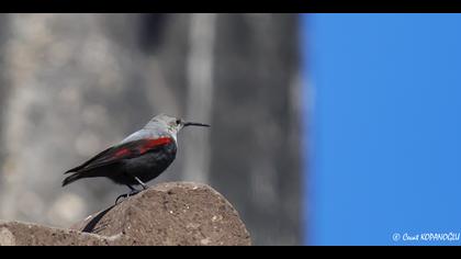 Duvar tırmaşıkkuşu » Wallcreeper » Tichodroma muraria