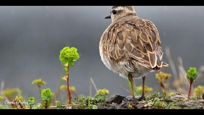 Dağ cılıbıtı » Eurasian Dotterel » Charadrius morinellus