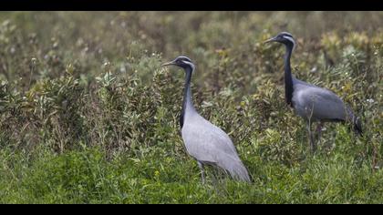 Telli turna » Demoiselle Crane » Grus virgo