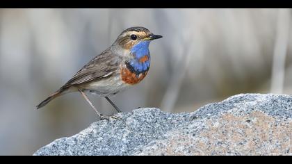 Mavigerdan » Bluethroat » Luscinia svecica