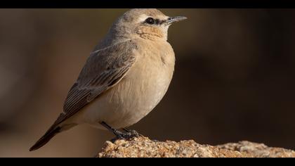 Boz kuyrukkakan » Isabelline Wheatear » Oenanthe isabellina