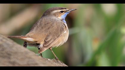 Mavigerdan » Bluethroat » Luscinia svecica