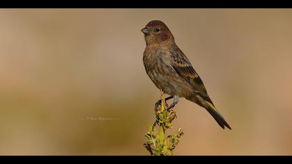 Kara iskete » Red-fronted Serin » Serinus pusillus