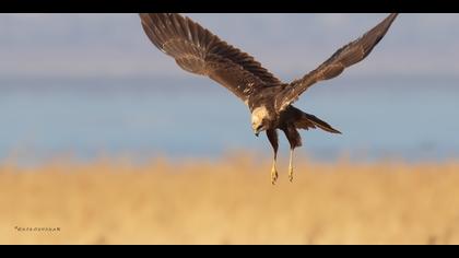 Saz delicesi » Western Marsh Harrier » Circus aeruginosus