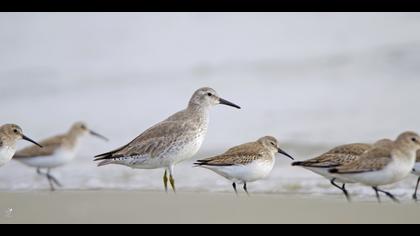 Büyük kumkuşu » Red Knot » Calidris canutus