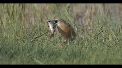 Alaca balıkçıl » Squacco Heron » Ardeola ralloides