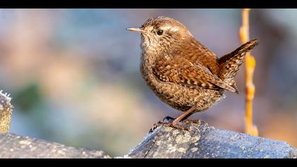 Çitkuşu » Eurasian Wren » Troglodytes troglodytes