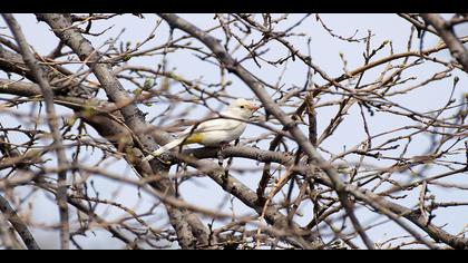 Arapbülbülü » White-spectacled Bulbul » Pycnonotus xanthopygos