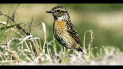 Taşkuşu » European Stonechat » Saxicola rubicola