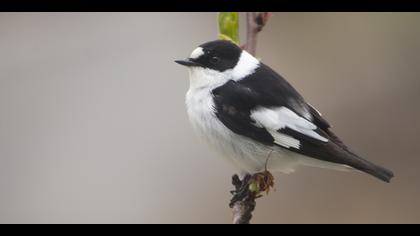 Halkalı sinekkapan » Collared Flycatcher » Ficedula albicollis