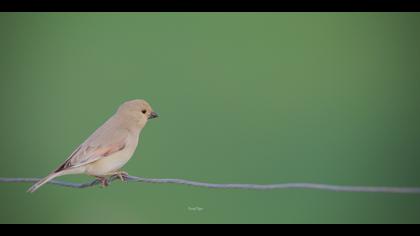 Boz alamecek » Desert Finch » Rhodospiza obsoleta