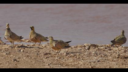 Kılkuyruk bağırtlak » Pin-tailed Sandgrouse » Pterocles alchata