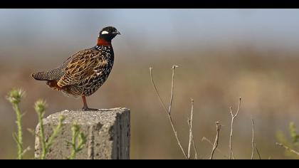 Turaç » Black Francolin » Francolinus francolinus