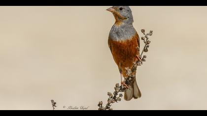 Kızıl kirazkuşu » Cretzschmar`s Bunting » Emberiza caesia